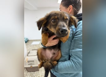 ⭐️Herro⭐️, Herzensbrecher, Rüde, 11 Monate, 38 cm, Mischling, Tierschutz