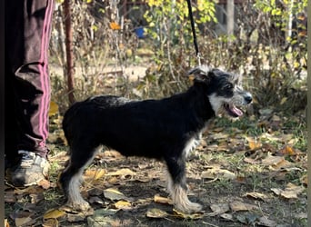 Filip - Bezaubernder Bube sucht Zuhause