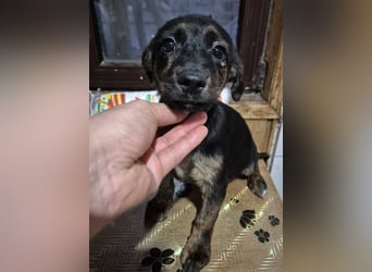 Welpenhündin 890547 stellt sich vor