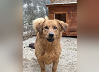 ⭐️Dixy⭐️, hübsches Schleckermaul, Hündin, 3 Jahre, 40 cm, Tierschutz Rumänien