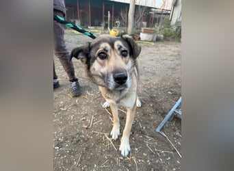Nalani sucht Spiel, Spaß und Liebe