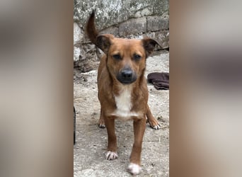 ⭐️Gin⭐️, niedlicher Mini, Rüde, 3 Jahre, 29 cm, Mischling, Tierschutz