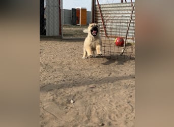 Kleiner Schatz Nash sucht großes Glück