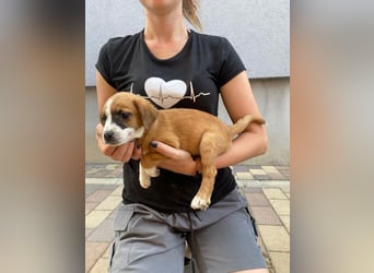 Rizsa sucht ein Zuhause voller Liebe