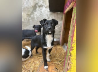 SCHNUCKI, lebensfrohe kleine Entdeckerin, Hündin, 6 Monate, 36 cm, Mischling, Tierschutz