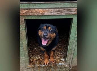 Kolos der gute-Laune-Hund