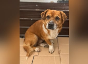 TAC, neugieriger kleiner Rüde, 2 Jahre, 35 cm, Mischling, Tierschutz Rumänien