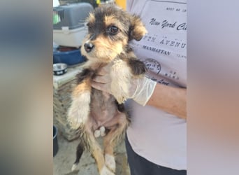 ⭐️ZERRIN⭐️, Mini-Maus, Welpe, 2 Monate, 19 cm, Mischling, Tierschutz Rumänien