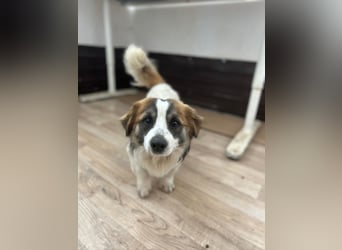 ⭐️TOC⭐️, süßer, kleiner Kerl, Rüde, 2 Jahre, 35 cm, Mischling, Tierschutz