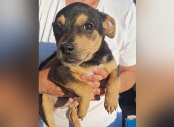 ⭐️Rega⭐️, liebes Hundekind, 3 Monate, 18 cm, Mischling, Tierschutz