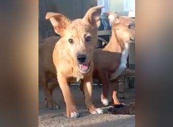 ⭐️GOLIATH⭐️, verspielter Rüde, 2,5 Jahre, 30 cm, Mischling, Tierschutz