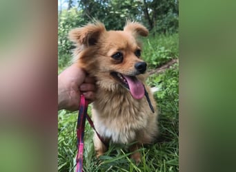 Luna Tierschutzhund sucht ein Zuhause