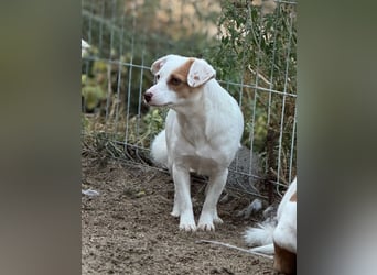 ⭐️FEE⭐️, zartes Hundemädchen, 1 Jahr, 30 cm, Mischling, Tierschutz