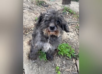 Picúr sucht ein Zuhause voller Liebe