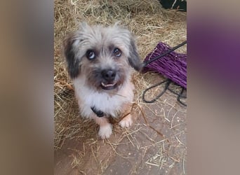 BRUNA, lustiger Clown, 2,5 Jahre, 30 cm, Pflegestelle 46359, Tierschutz Rumänien