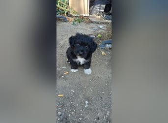 Lucky - kleiner Rüde sucht liebevolles Zuhause