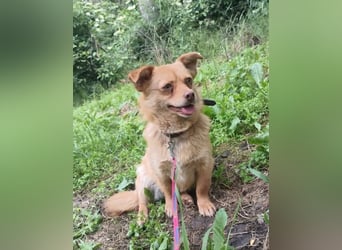Lina Tierschutzhund sucht ein Zuhause