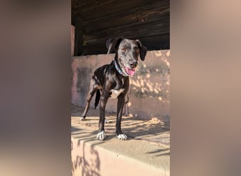 Zauberhafte Sophie wartet in Portugal auf unserem Tierschutzhof!