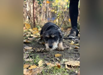 Texton - Er will nicht im Tierheim aufwachsen!