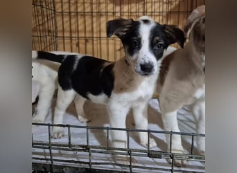 Welpenhündin 273768 möchte gerne zu DIR reisen