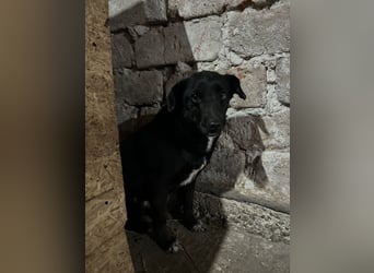 ⭐️RANA⭐️, vorsichtige Hündin, 4,5 Jahre, 38 cm, Mischling, Tierschutz Rumänien