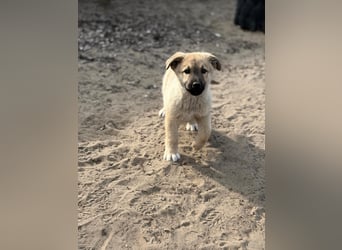 Kleiner Schatz Nash sucht großes Glück