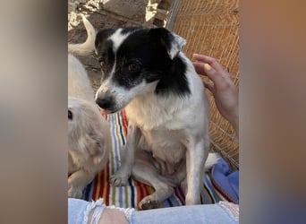 MARENA, anhängliche Hündin, 3 Jahre, 39 cm, Mischling, Tierschutz