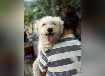 Maggie sucht ein ruhiges Zuhause