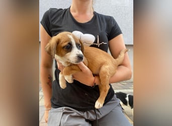 Rizsa sucht ein Zuhause voller Liebe