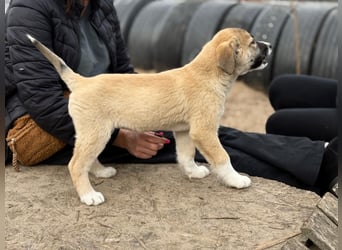 Neela wartet auf ihr Happy End