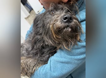 ⭐️Iffi⭐️, entspannte Hündin, 2 Jahre, 30 cm, Mischling, Tierschutz