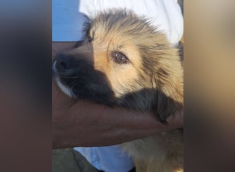 ⭐️JASEY⭐️, mopsfideler Welpe, Rüde, 3 Monate, 25 cm, Mischling, Tierschutz