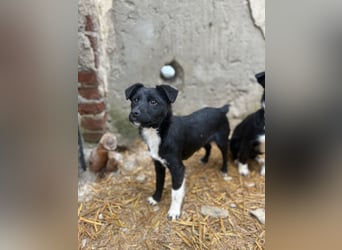 SCHNUCKI, lebensfrohe kleine Entdeckerin, Hündin, 6 Monate, 36 cm, Mischling, Tierschutz