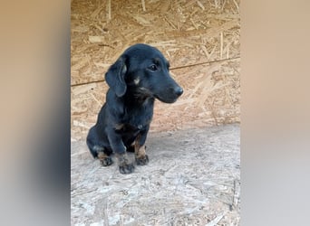 Zoe Tierschutzhund sucht ein Zuhause