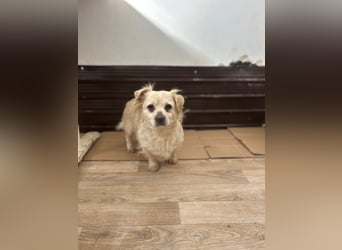 TIC, unkomplizierte Mini-Hündin, 2 Jahre, 30 cm, Mischling, Tierschutz Rumänien