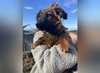 Kleine Maus Luca sucht ihre Herzensmenschen