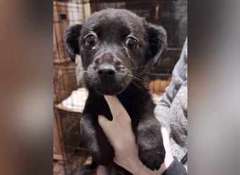 ⭐️WIMPY⭐️, Hündin, 3 Monate, 25 cm, Mischling, Tierschutz