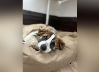 TOC, süßer, kleiner Kerl, Rüde, 2 Jahre, 35 cm, Mischling, Tierschutz