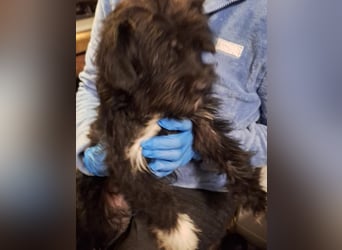 ⭐️DAVINA⭐️, Hündin, 1 Jahr, 30 cm, Mischling, Tierschutz