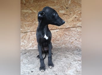 Sancho Tierschutzhund sucht ein Zuhause