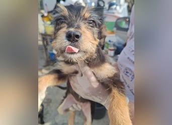 ⭐️Zisca⭐️, lustige Zuckerschnute, Welpe, ca. 2 Monate, 20 cm, Mischling, Tierschutz Rumänien