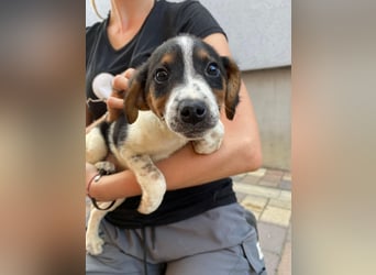 Pufi - möchte dein Herz erobern