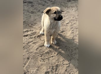 Kleiner Schatz Nash sucht großes Glück