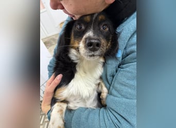 ⭐️Felice⭐️, gelassene, kleine Hündin, 1,5 Jahre, 30 cm, Mischling, Tierschutz