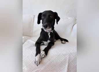 Zauberhafte Sophie wartet in Portugal auf unserem Tierschutzhof!