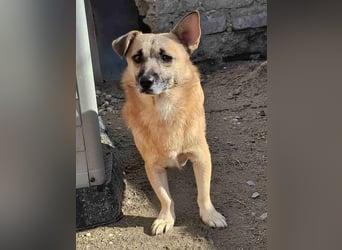 TONI, kleiner Kämpfer, 3 Jahre, 29 cm, Mischling, Tierschutz Rumänien