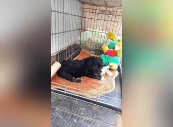 Lucky - kleiner Rüde sucht liebevolles Zuhause