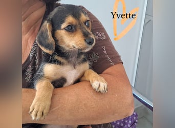 Kleine Yvette sucht ihr großes Glück