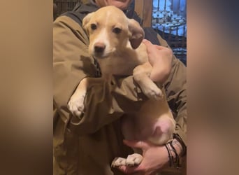 IBIZA, entdeckungsfreudige Welpin, fast 3 Monate, 32 cm, Mischling, Tierschutz Rumänien