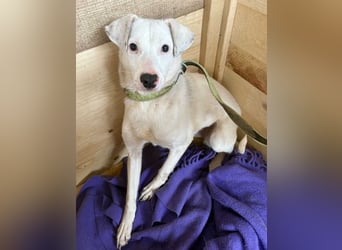 ⭐️ARTEMIS⭐️, Hündin, 1 Jahr, 40 cm, Mischling, Tierschutz